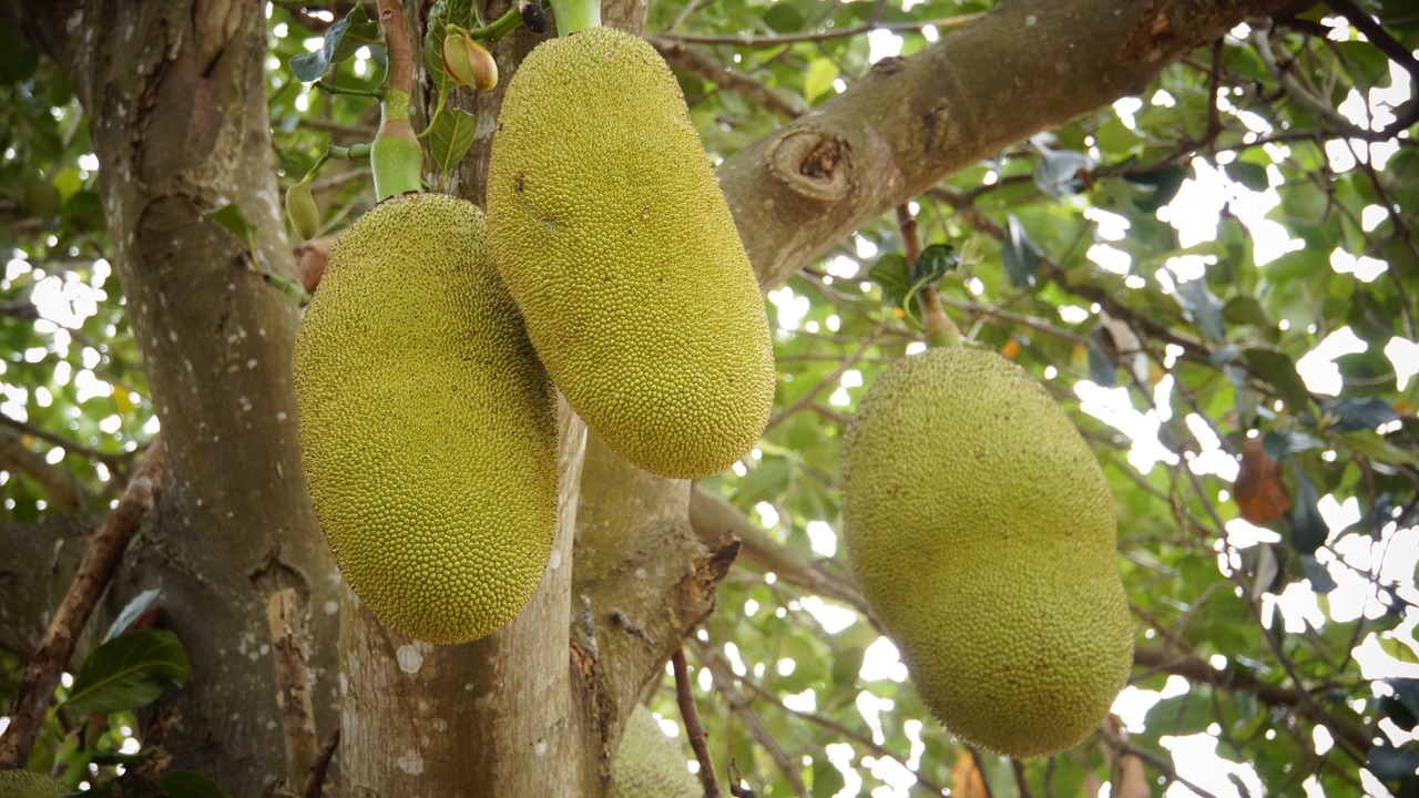 jackfruit fruit green free photo