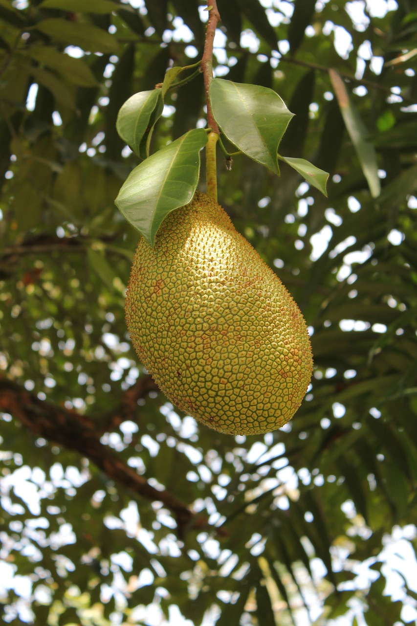 jackfruit fruit fresh free photo