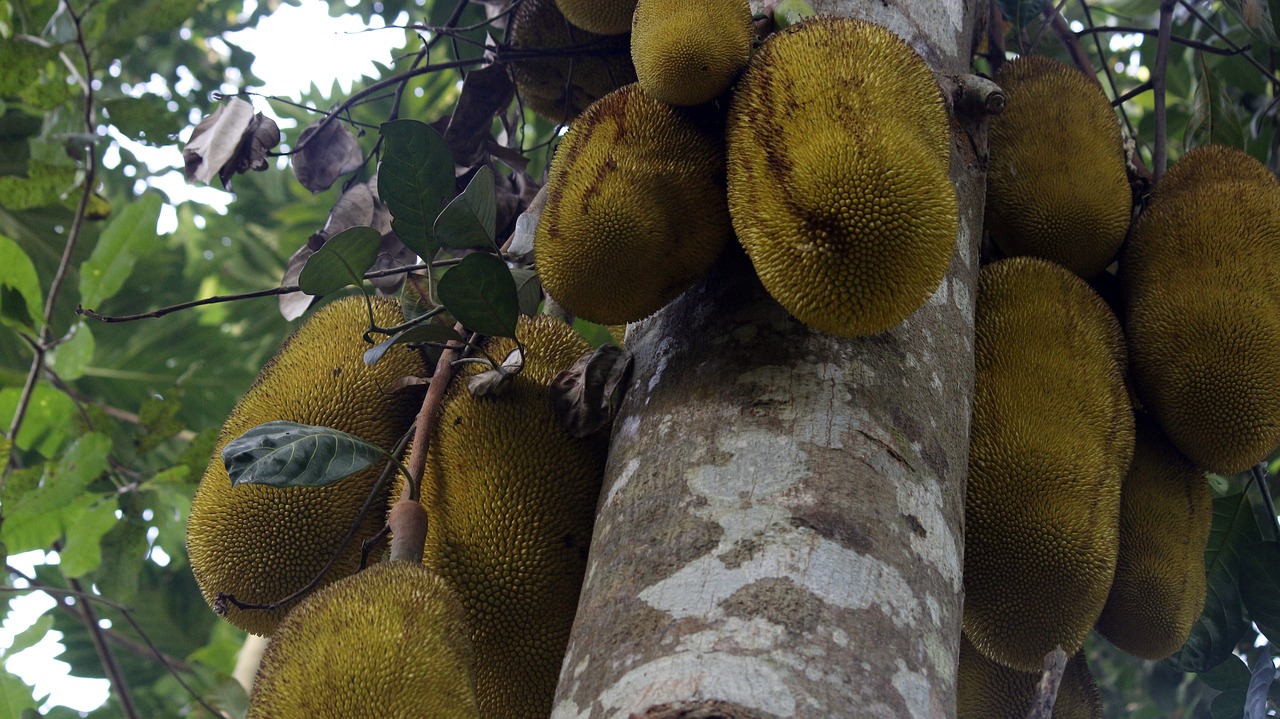 jackfruit jackfruit tree food free photo