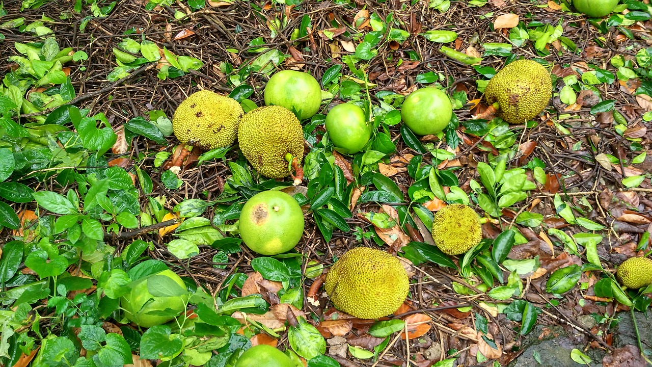 jackfruit land neck free photo