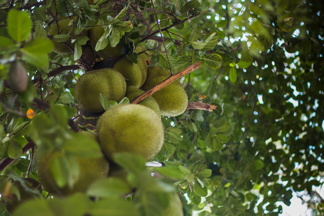 jackfruit fruit food free photo