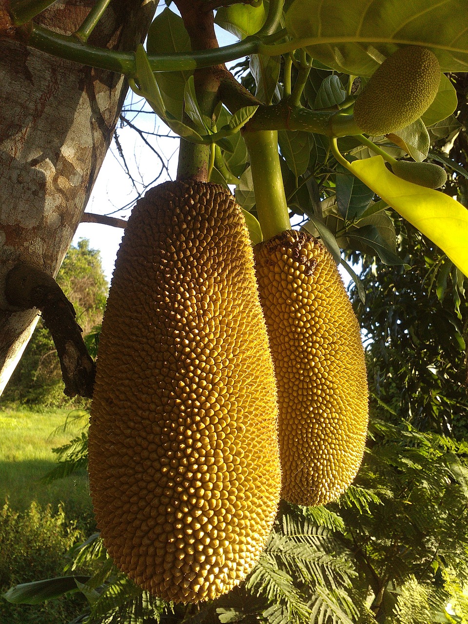 jackfruit fruit thailand fruit free photo