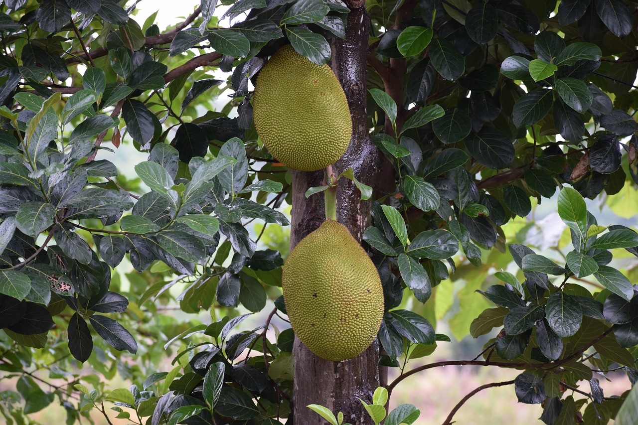 jackfruit fruit home free photo
