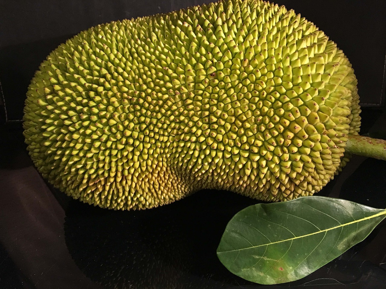 jackfruit tropical plant free photo