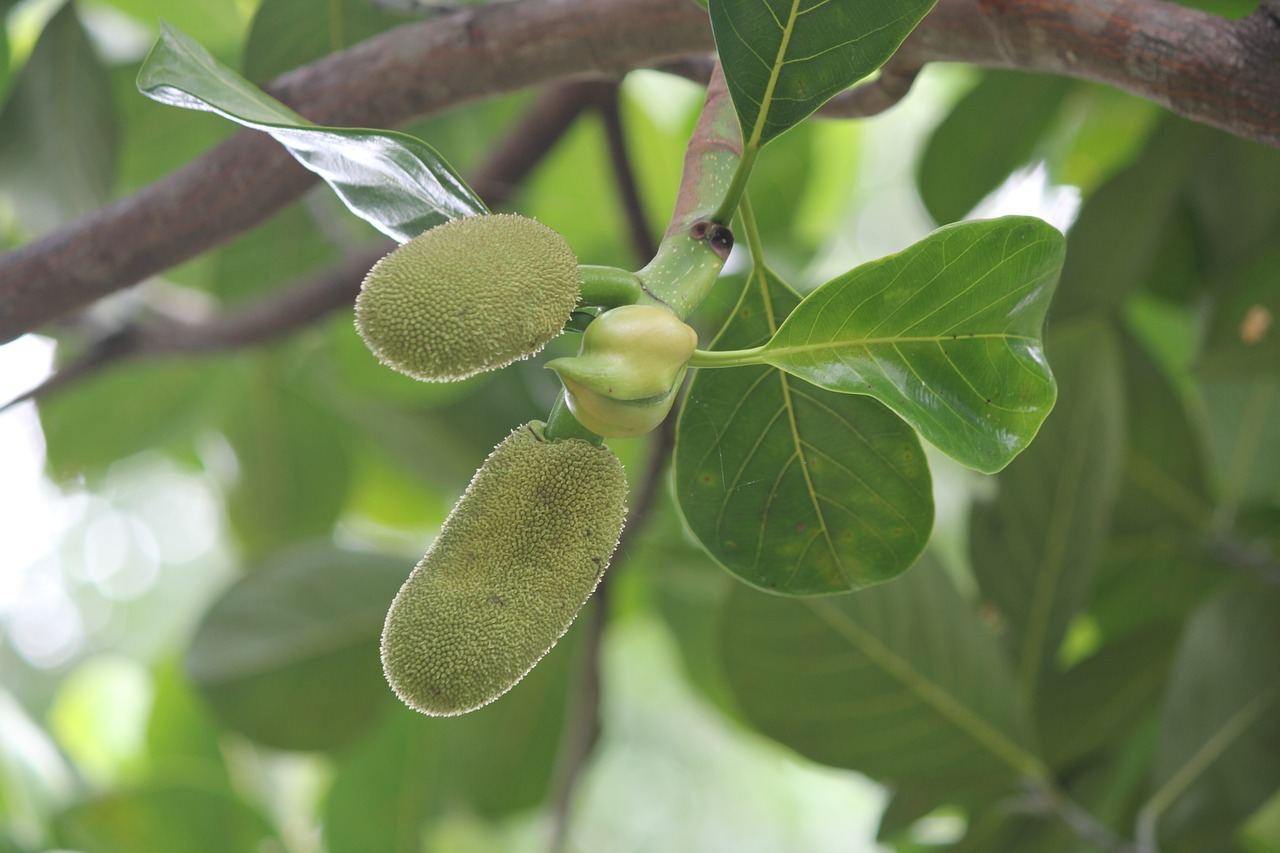 jackfruit free pictures  free photos free photo