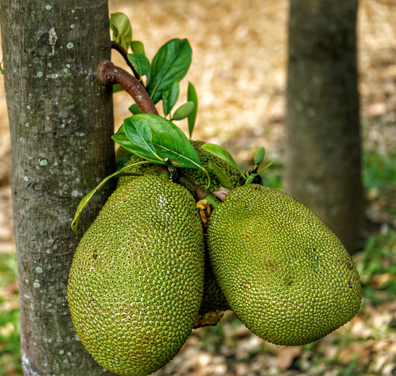 jackfruit fenne fruit free photo