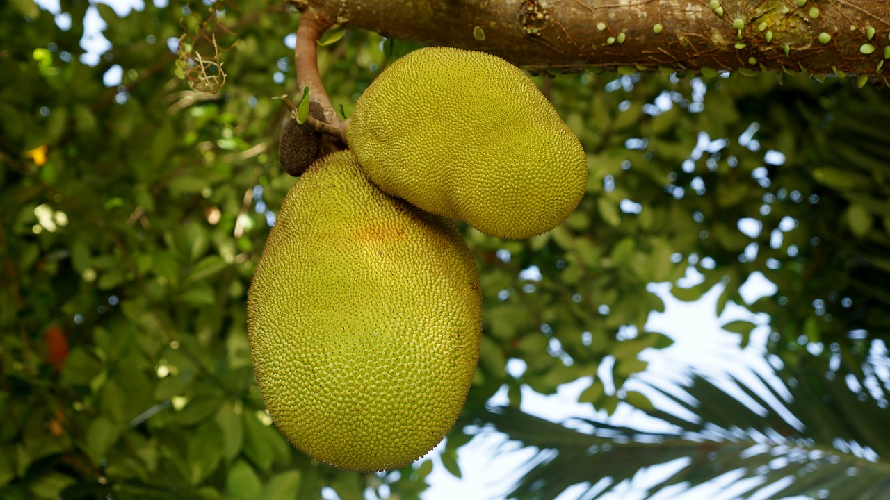 jackfruit fruit tree free photo