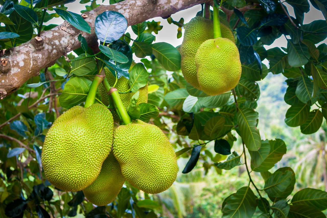 jackfruit  green  fruit free photo