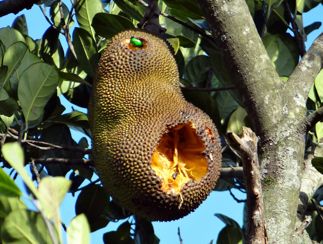 jackfruit overripe fruit beetle free photo