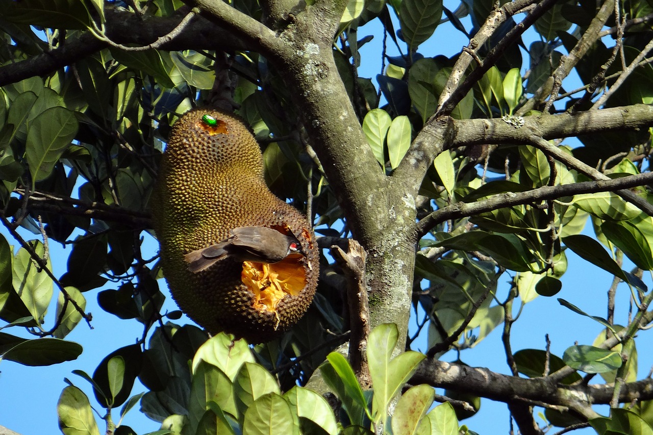 jackfruit overripe bird free photo