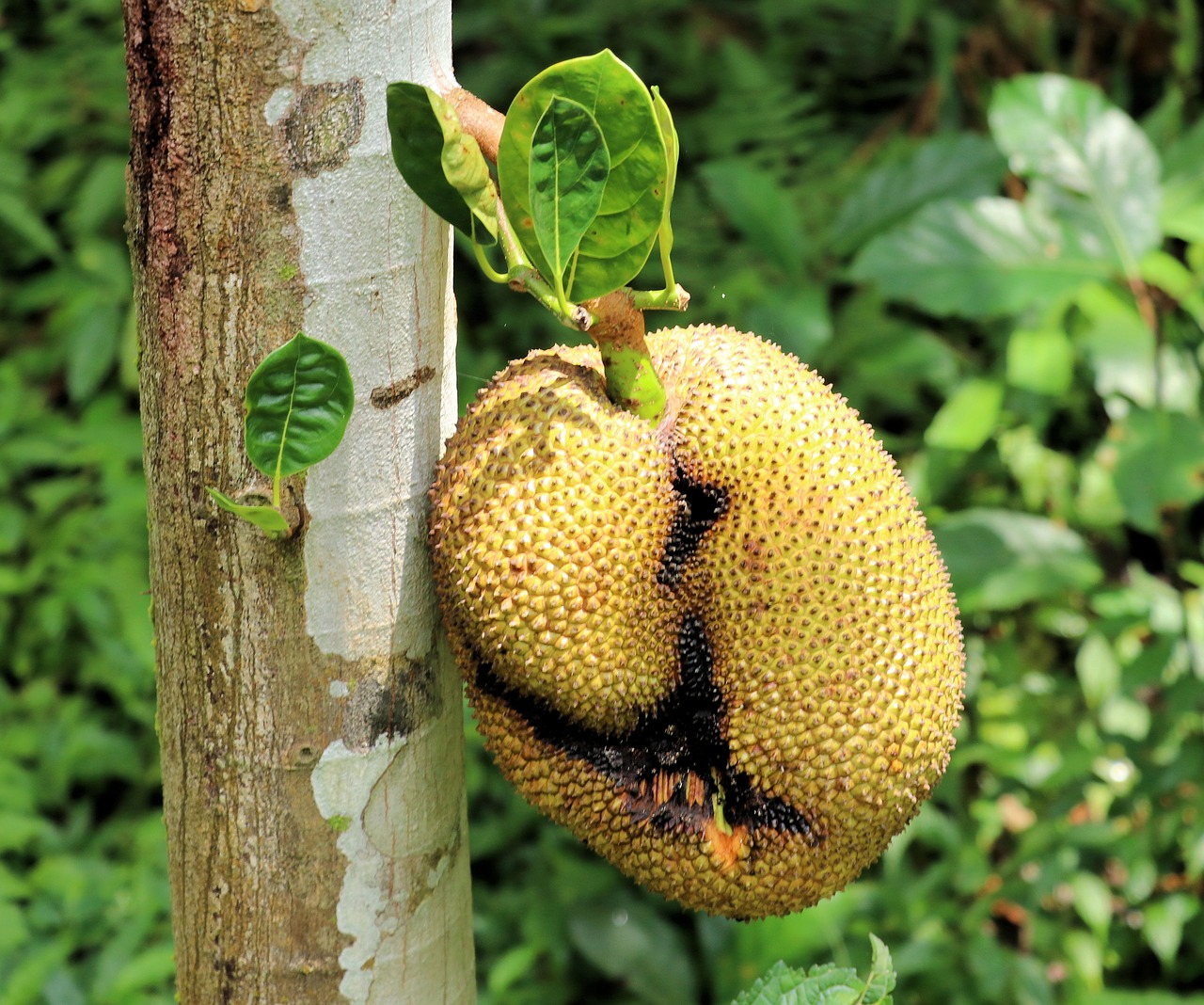 jackfruit  fruit  tree free photo