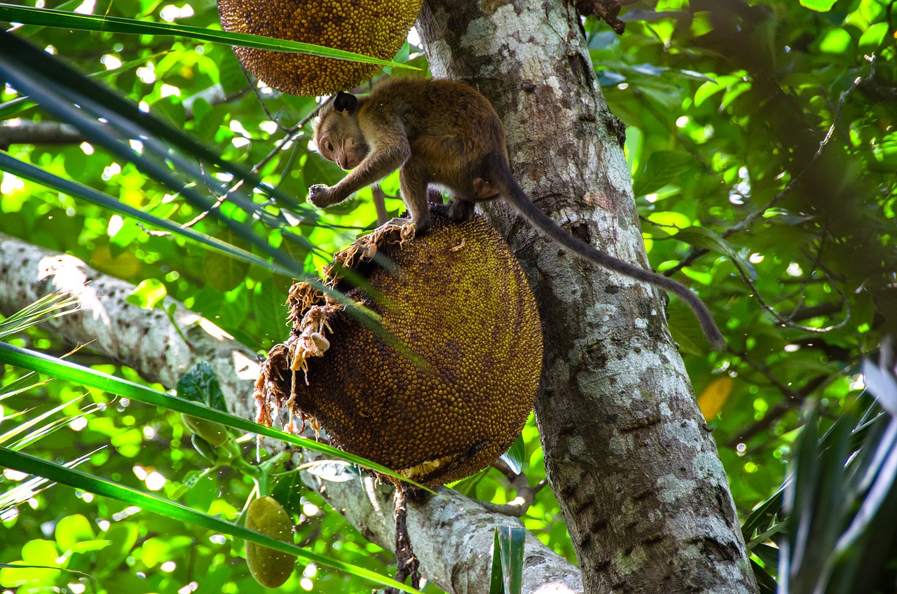 jackfruit  fruit  tropical free photo