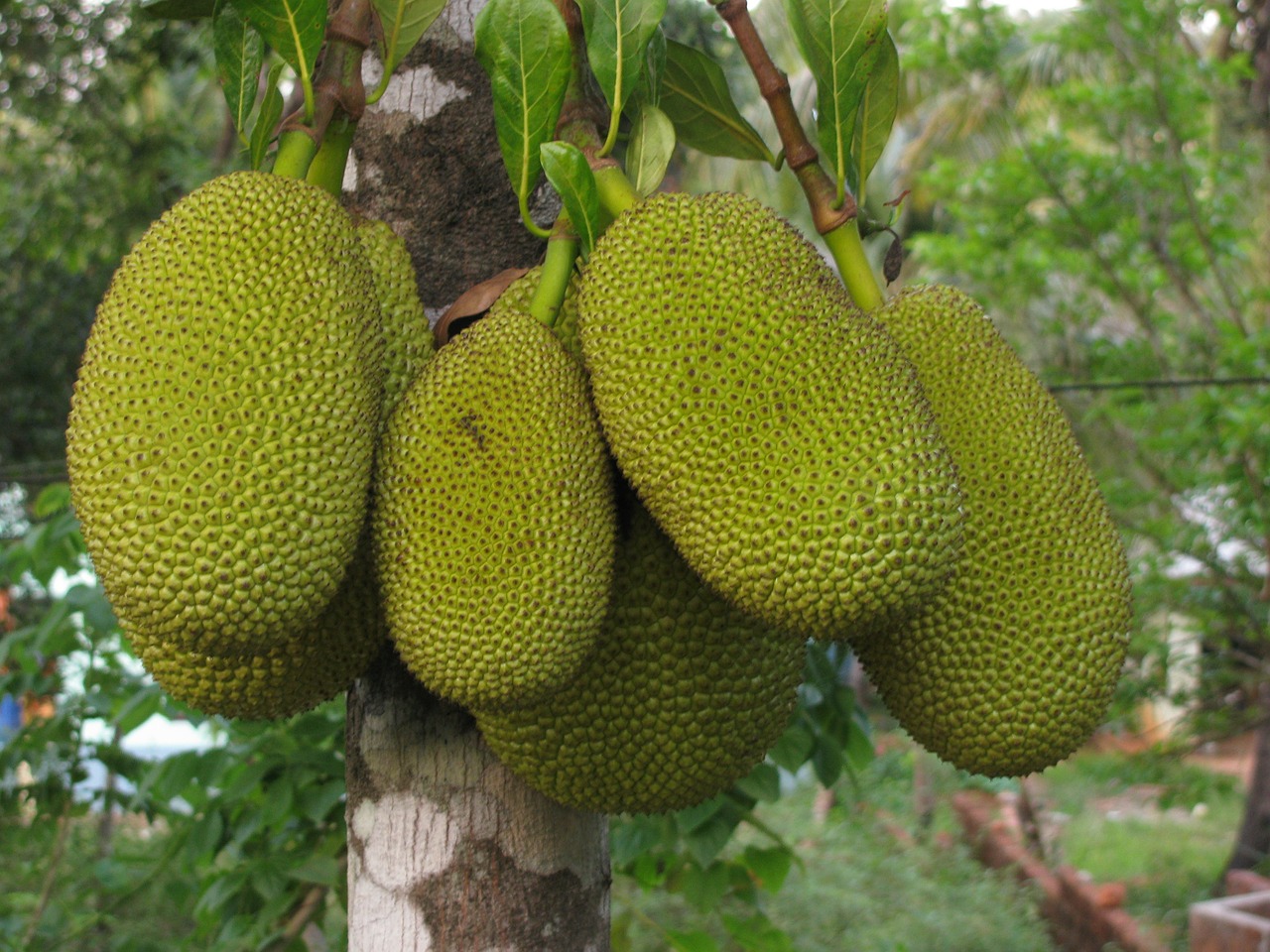 jackfruit fruit food free photo