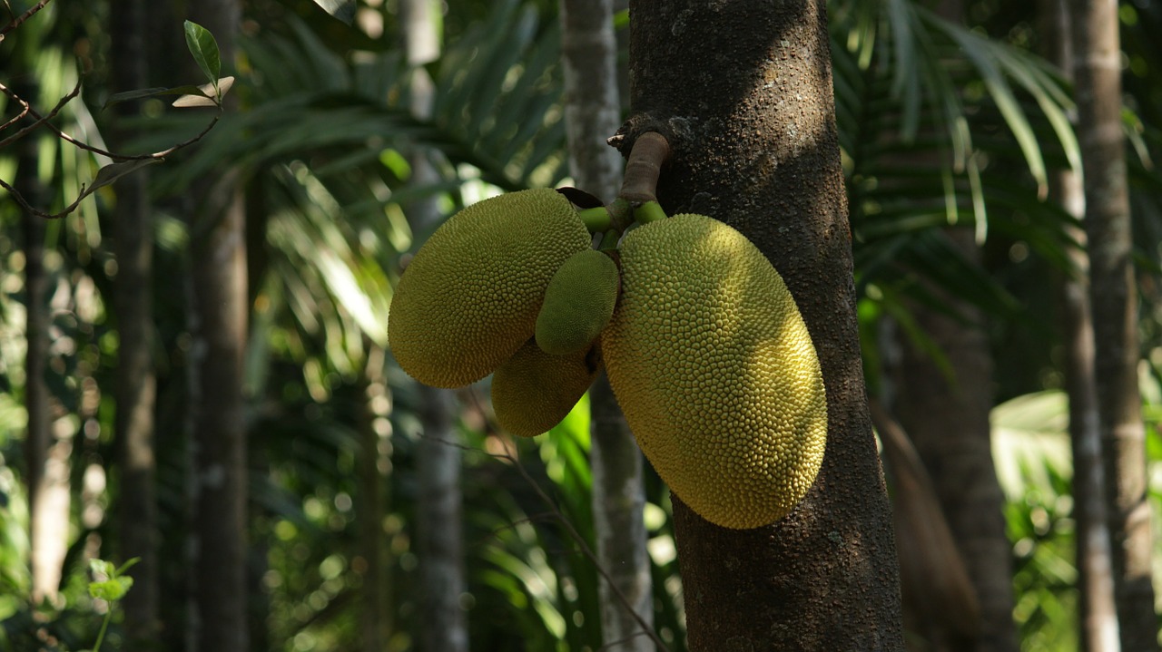 jackfruit fruits green free photo