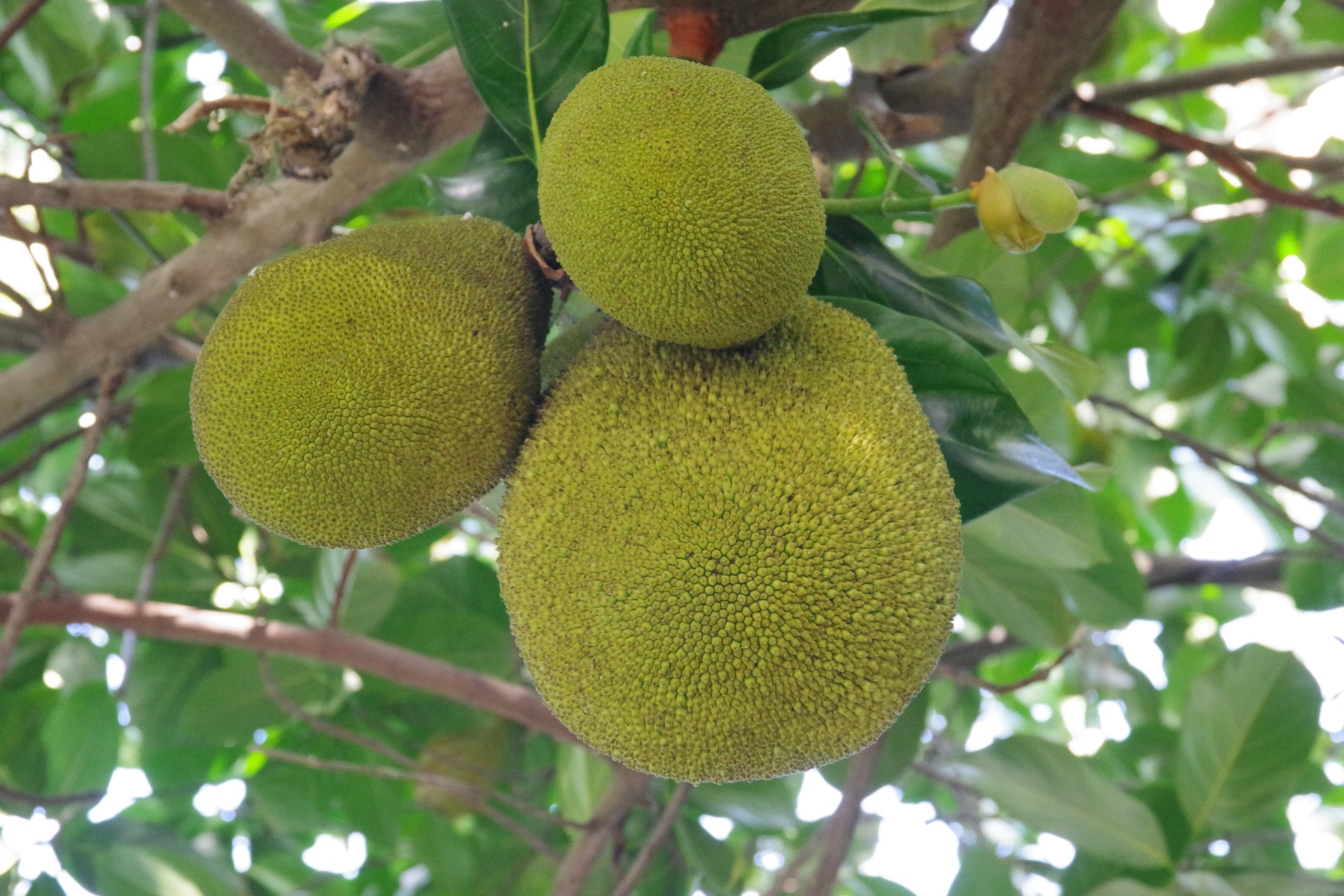 jackfruit breadfruit plant free photo