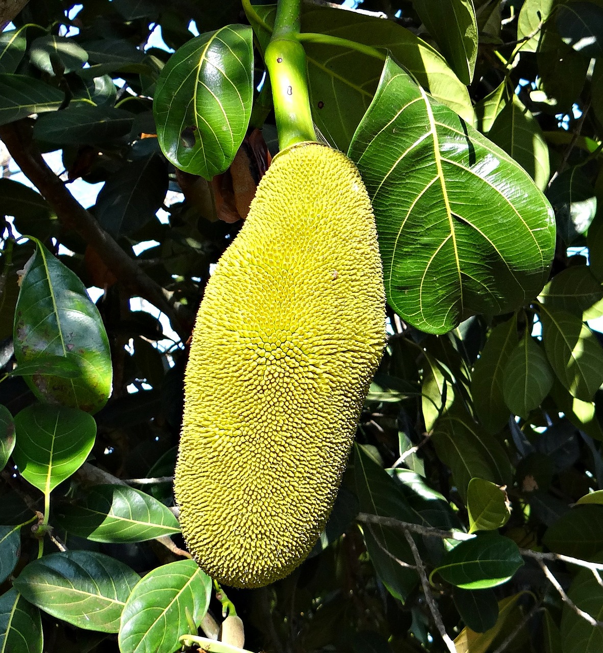 jackfruits trees tropical free photo