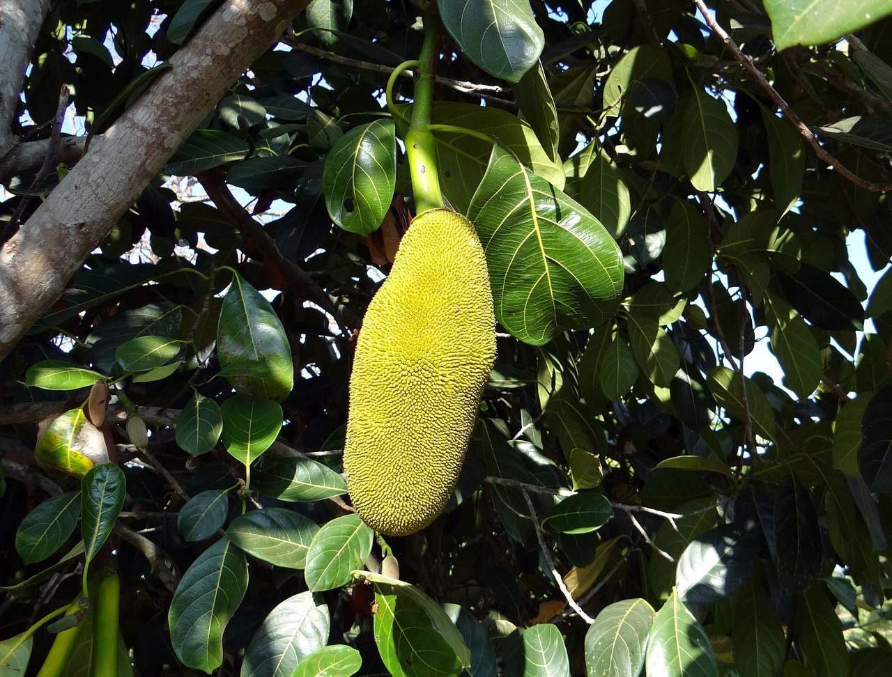 jackfruits trees yellow
