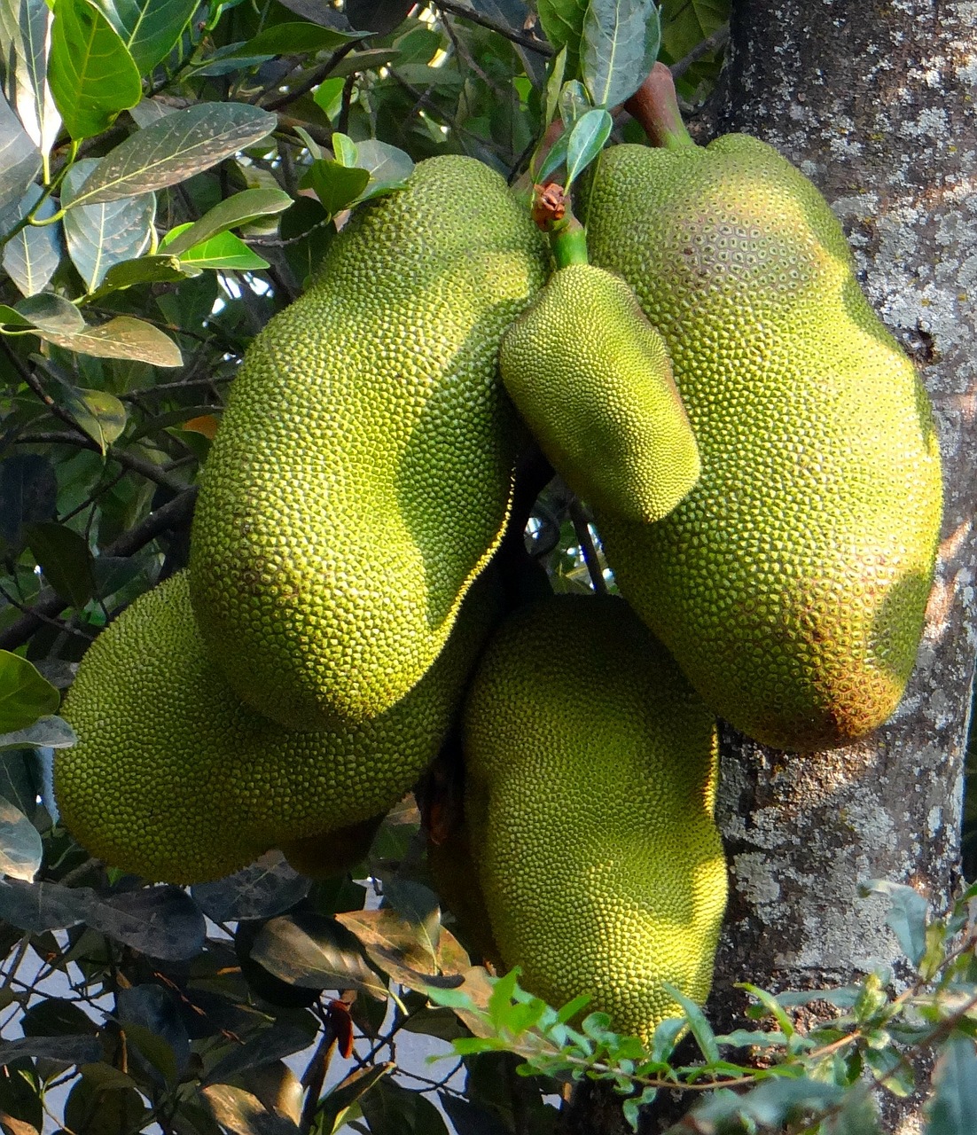 jackfruits trees foods free photo
