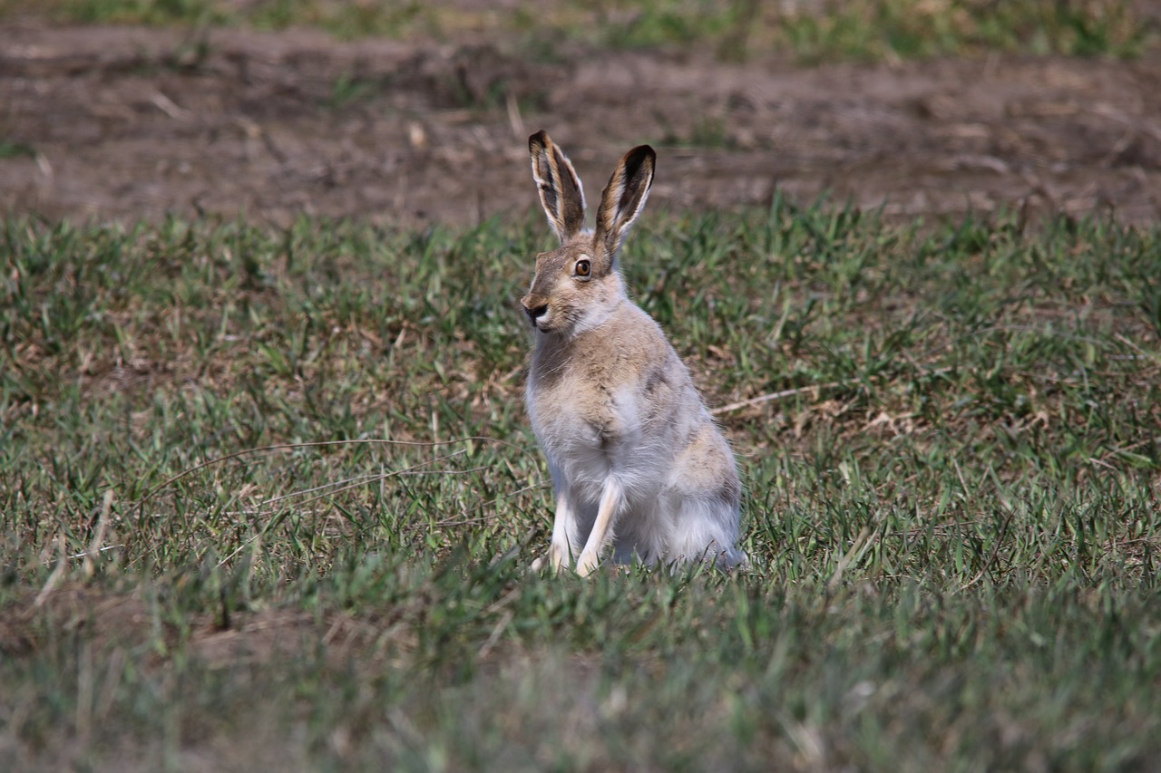jackrabbit hare wildlife free photo