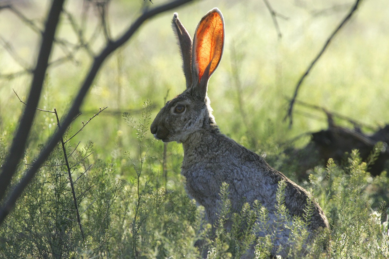 jackrabbit rabbit listening free photo