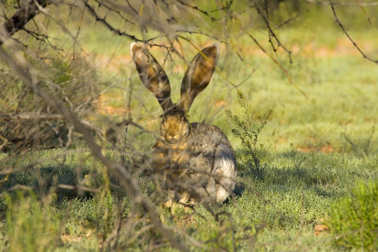 jackrabbit rabbit listening free photo