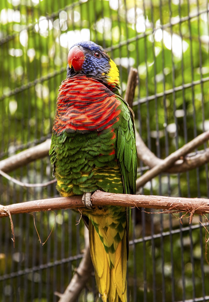 Download free photo of Florida,zoo,parrot,bird,colorful - from needpix.com