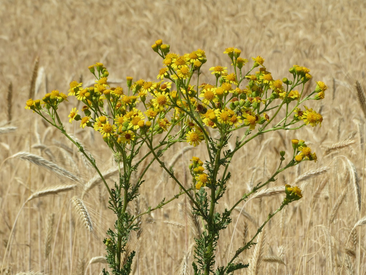 jacobaea vulgaris ragwort common ragwort free photo