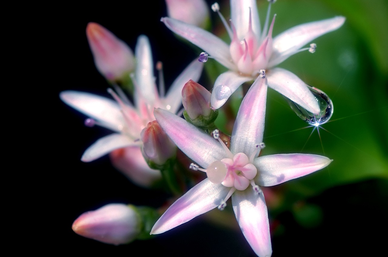 jade  flower  garden free photo