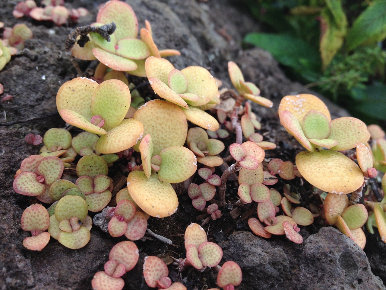 jade plant crassula ovata succulent free photo