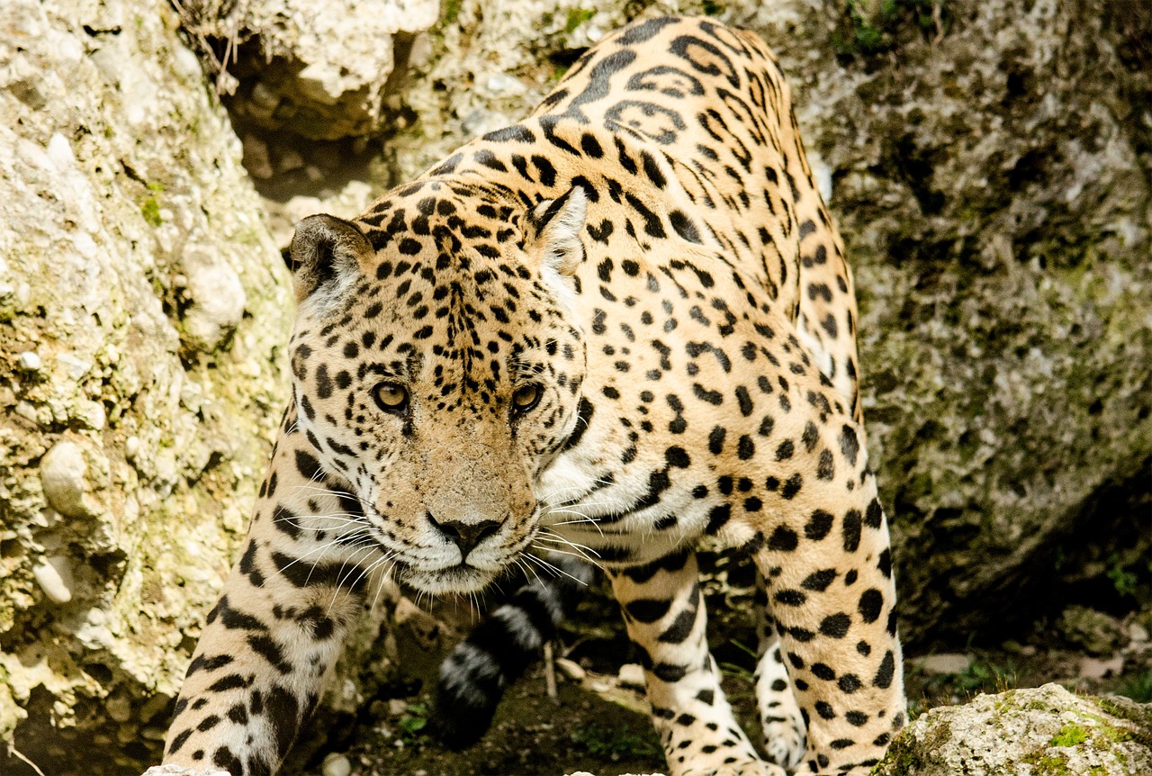 jaguar cat big cat free photo