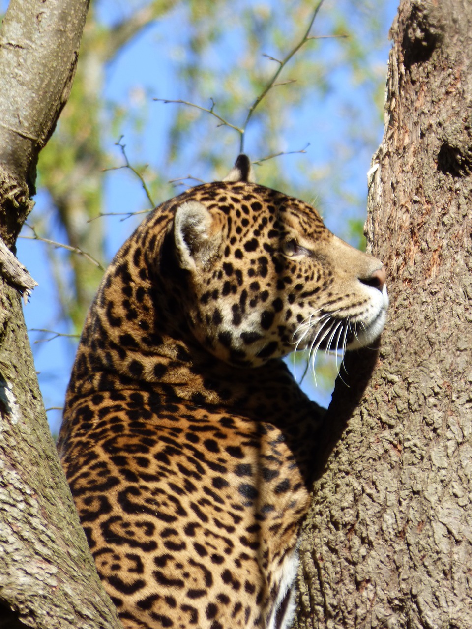 jaguar feline park felines free photo