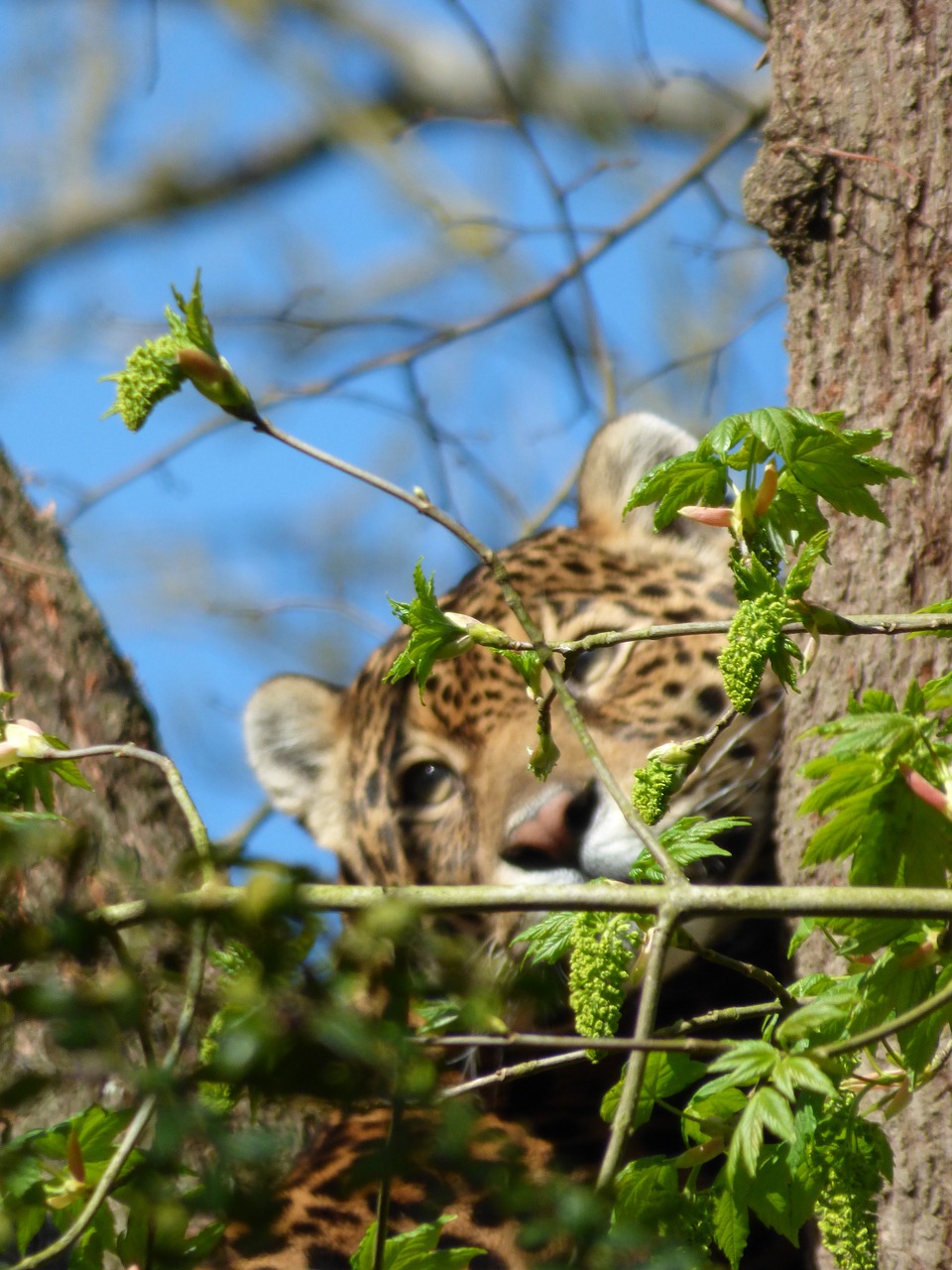 jaguar feline perched free photo