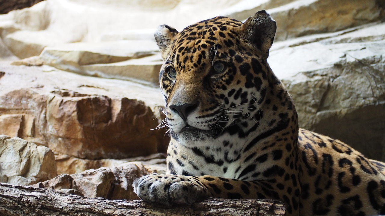 jaguar cat animal free photo