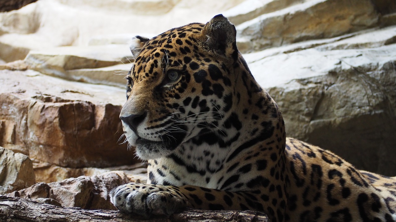 jaguar cat animal free photo