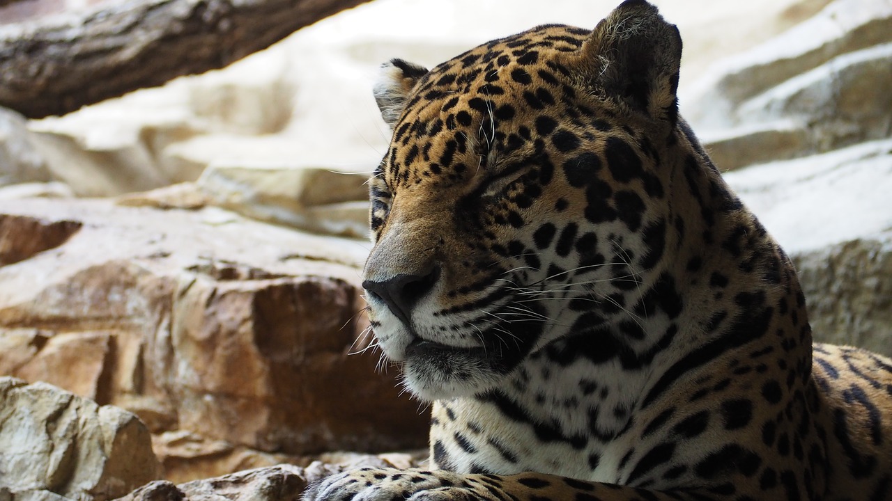 jaguar cat animal free photo