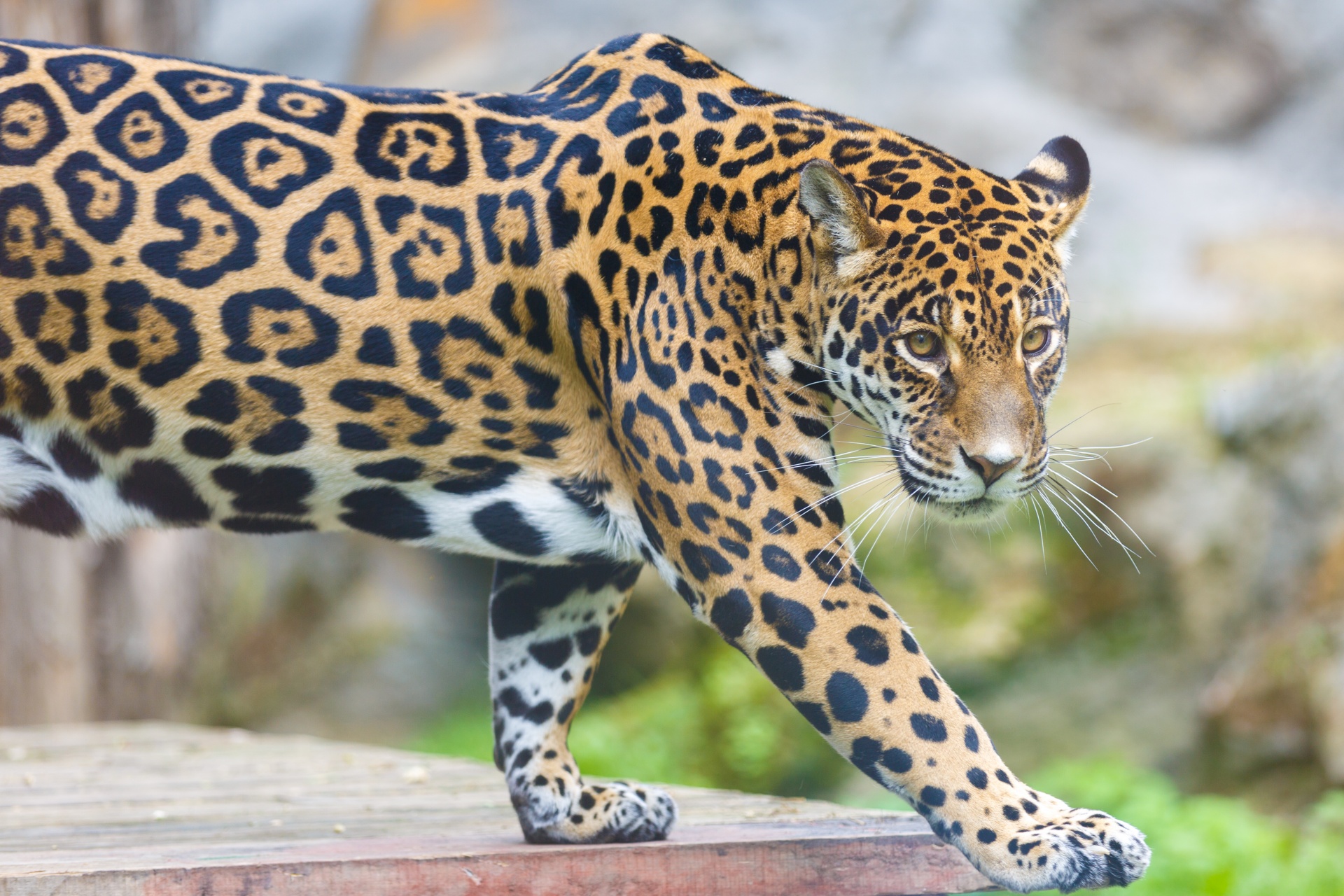 This animal is big. Амазонский Ягуар. Перуанский Ягуар. Ягуар Panthera onca. Ягуар амазонки.