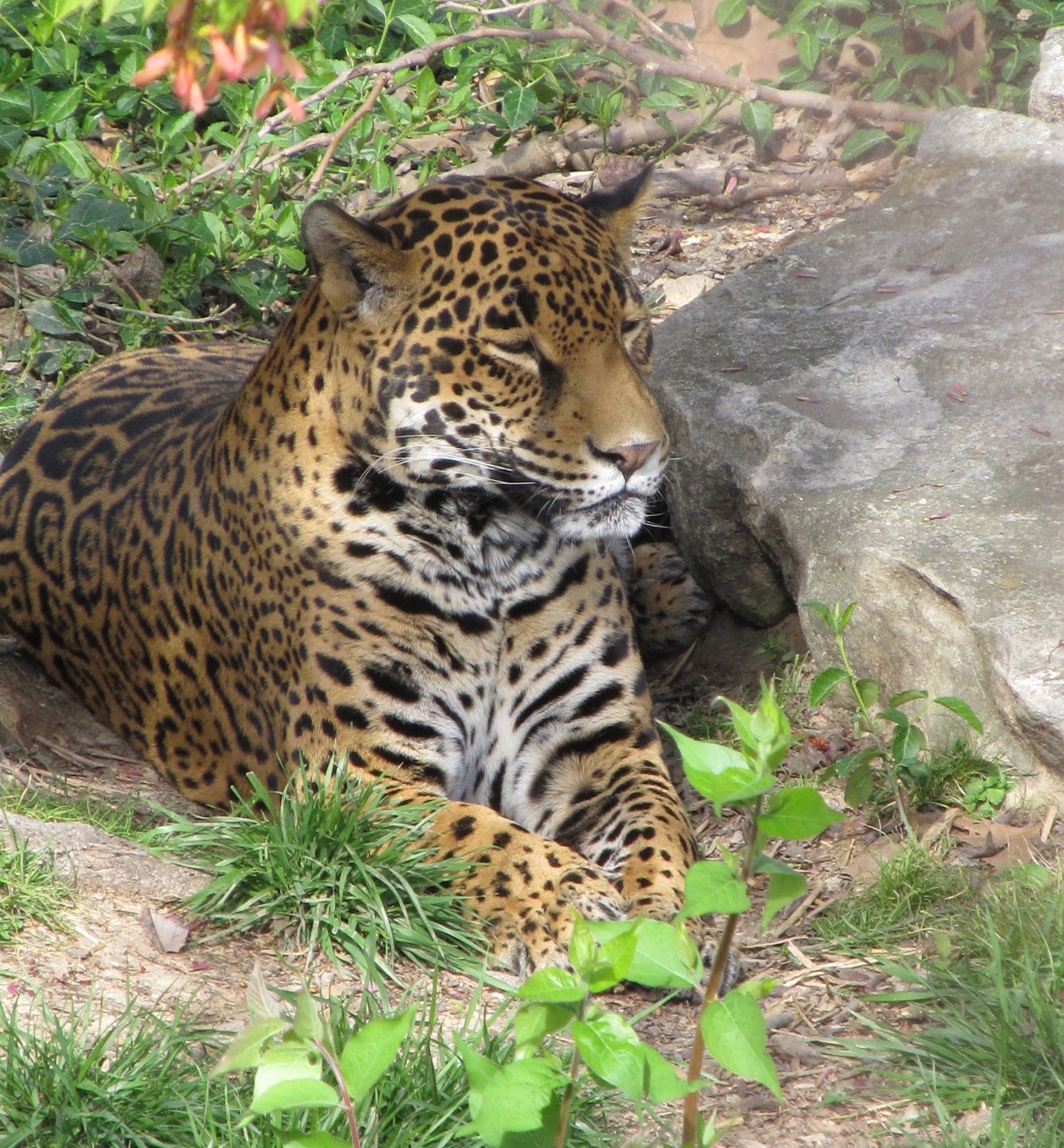 jaguar big cat feline free photo