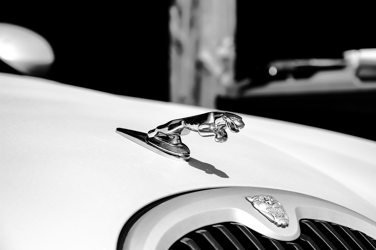 jaguar white auto free photo