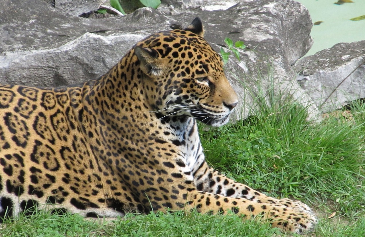 jaguar big cat carnivore free photo