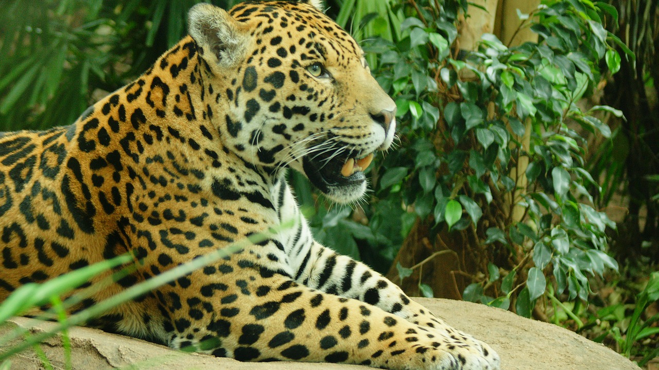Download Free Photo Of Jaguar Big Cat Animal Wildlife Feline
