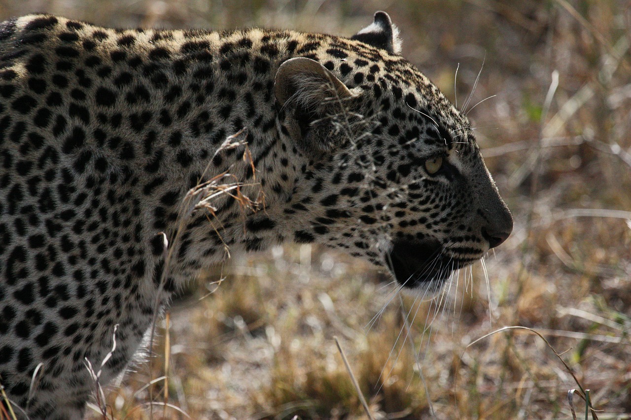 jaguar tanzania big cat free photo