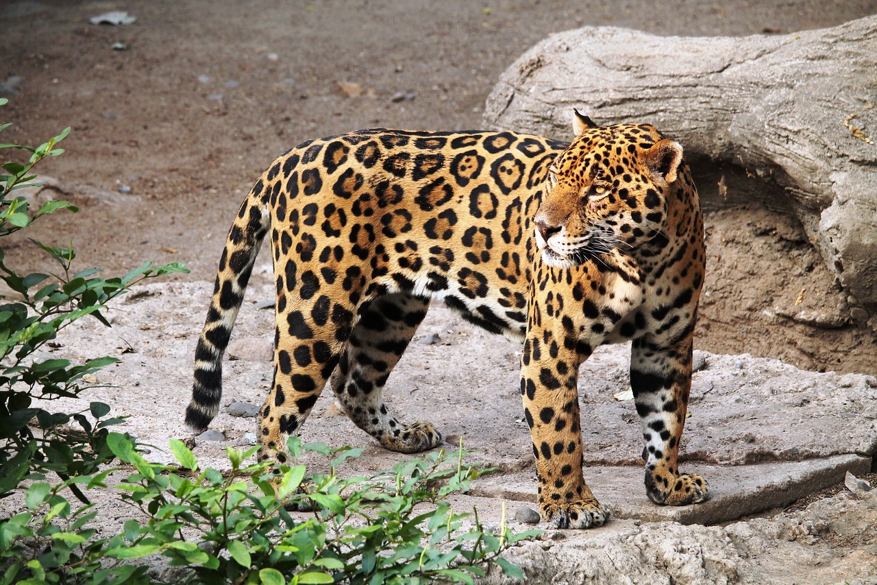 jaguar animal zoo free photo