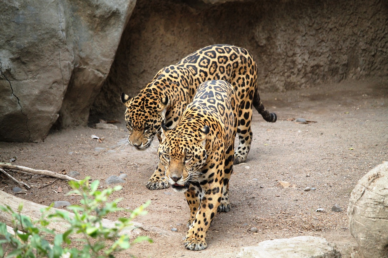 jaguars cats animals free photo