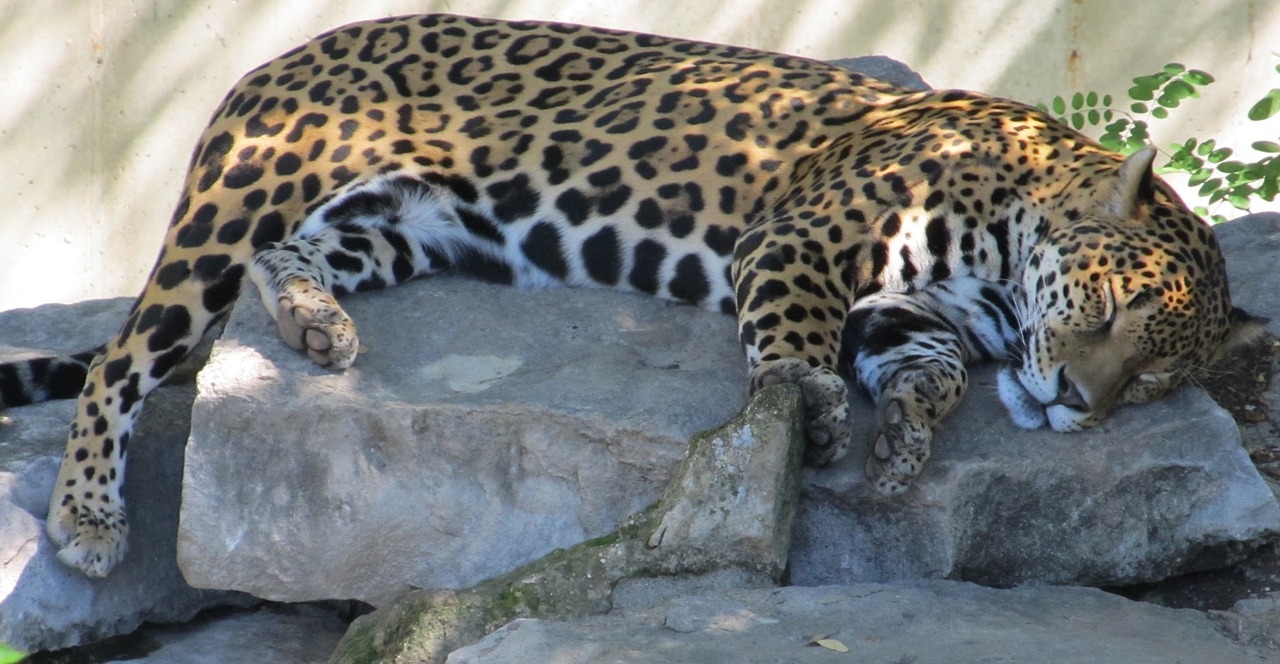 jaguar sleeping big cat free photo