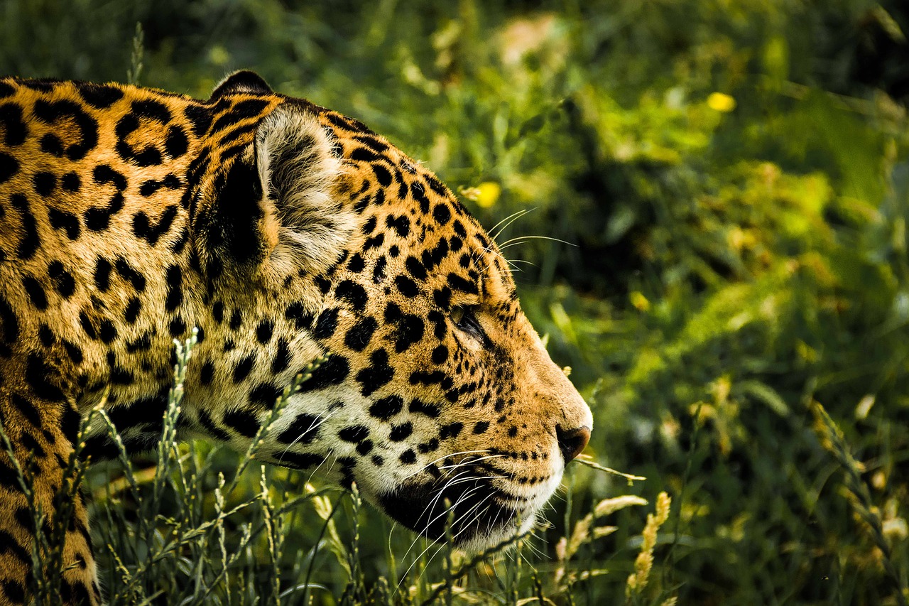 jaguar wild cat mammal free photo