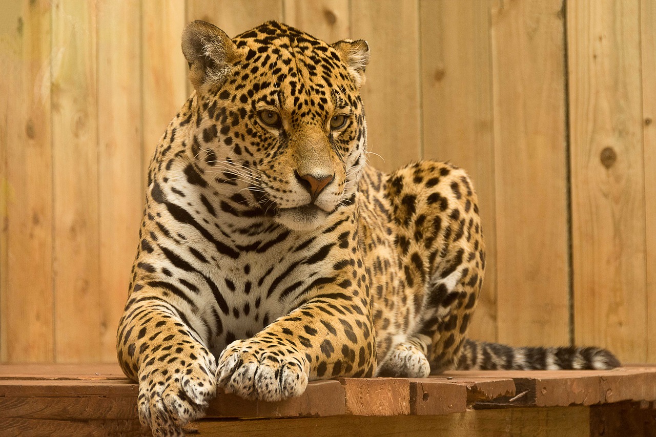 jaguar wild cat mammal free photo