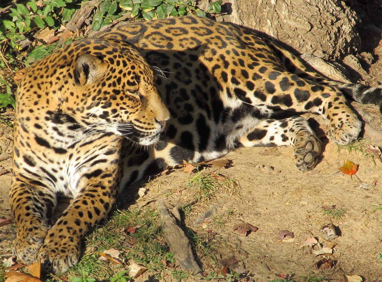 jaguar big cat carnivore free photo