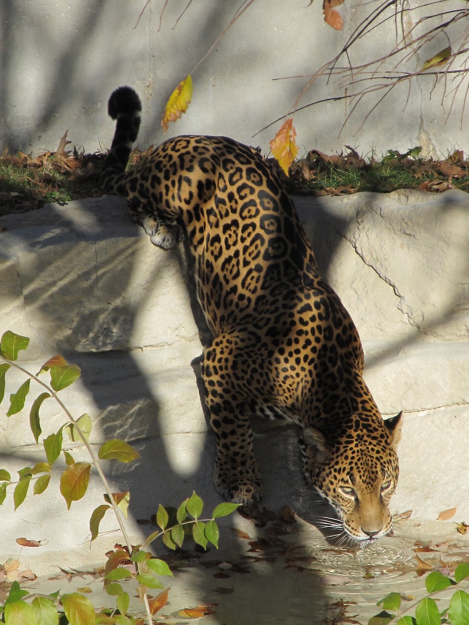 jaguar drinking big cat free photo