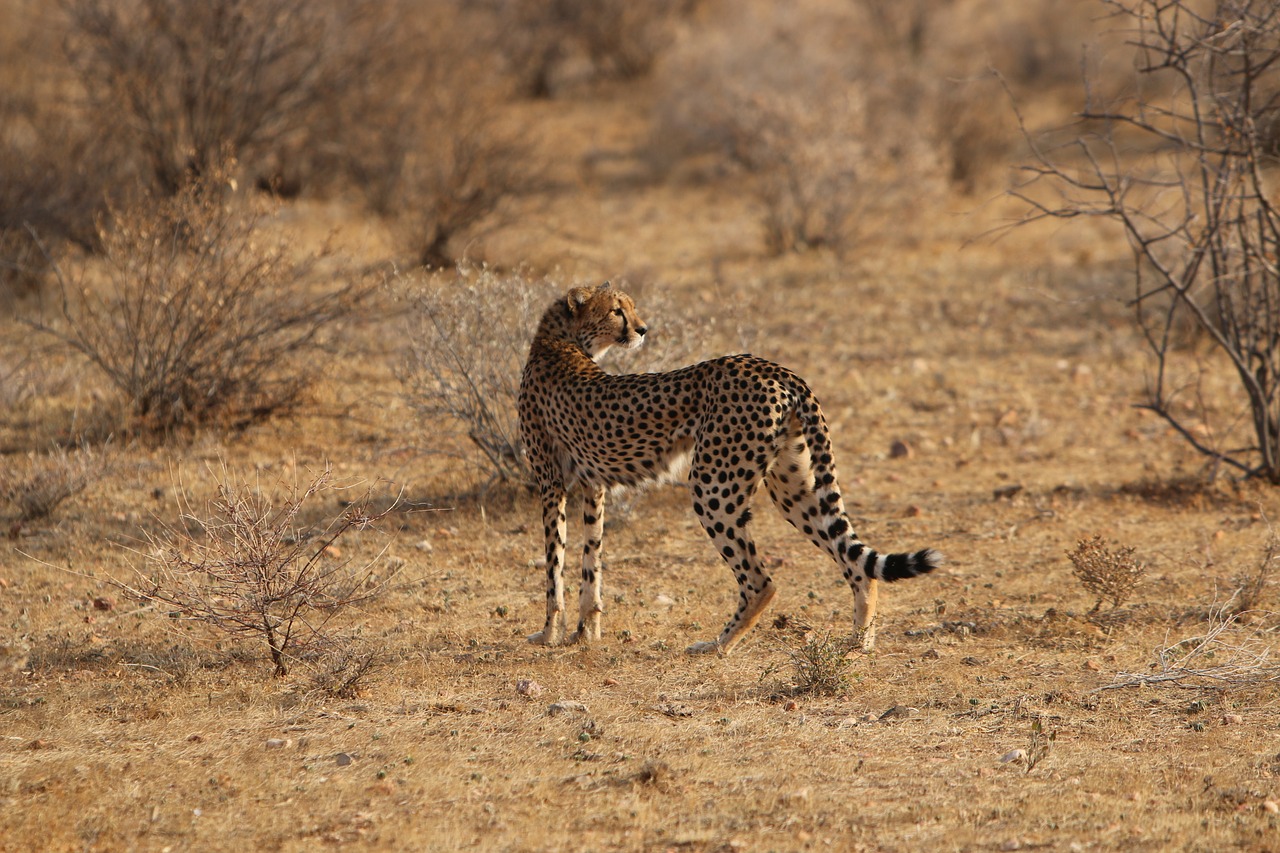 jaguar africa nature free photo