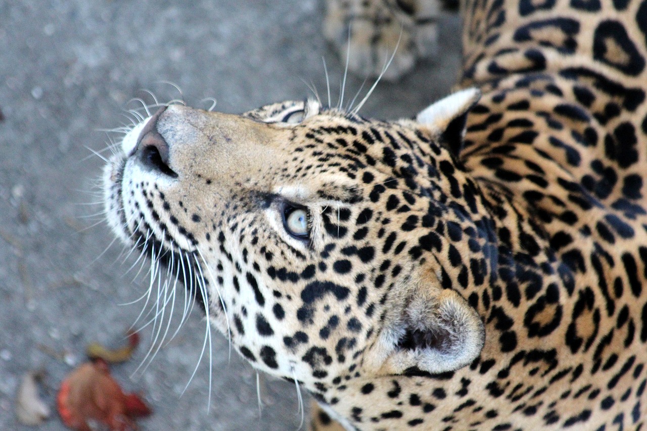 jaguar wild cat predatory cat free photo